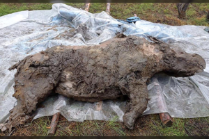 Sibire – sensacingas radinys