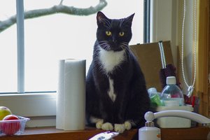 Katiną pasmaugęs Šiaulių rajono gyventojas kaltę išpirks dirbdamas viešuosius darbus