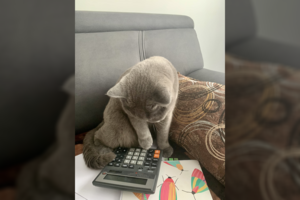 Į darbą Brigitos pagalbininkas atsikelia kasdien, tik jo pabaigos sulaukti neužsnūdus sunkiau