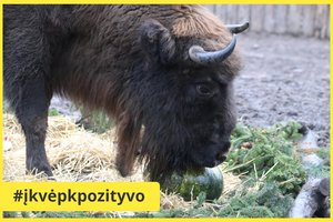 Stumbrų šeima išpranašavo, kokie bus 2021-ieji: ar Jaučio metai atneš sėkmę?