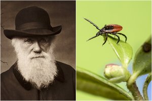 Po 160 metų atliktas tyrimas patvirtino: Charlesas Darwinas buvo teisus