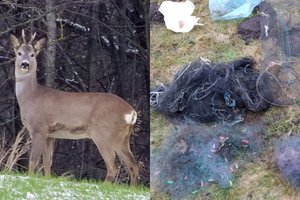 Įžūlūs brakonieriai viena stirna nepasitenkino: ūkiniame pastate – dar vienas radinys