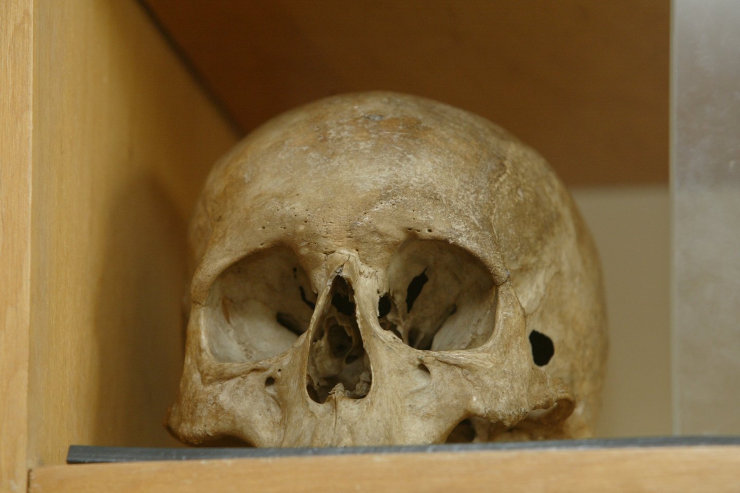 Šiukšlių krūvoje Vilniuje rasta žmogaus kaukolė.<br>T.Stasevičiaus asociatyvi nuotr.