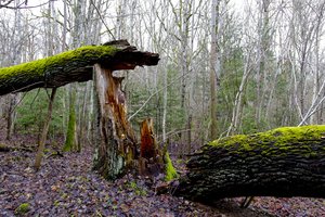 Pasivaikščioti į mišką išėjusios pensininkės teko ieškoti policijos pareigūnams