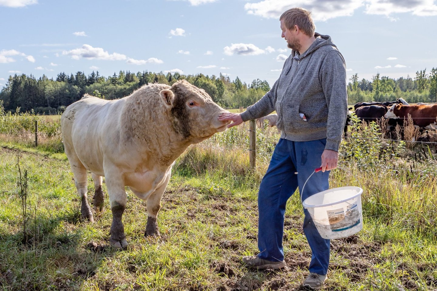 Ūkininkai mėsinių veislių galvijus augina nuo 2015-ųjų.<br>Ūkio „Brūzilu liellops“ nuotr.