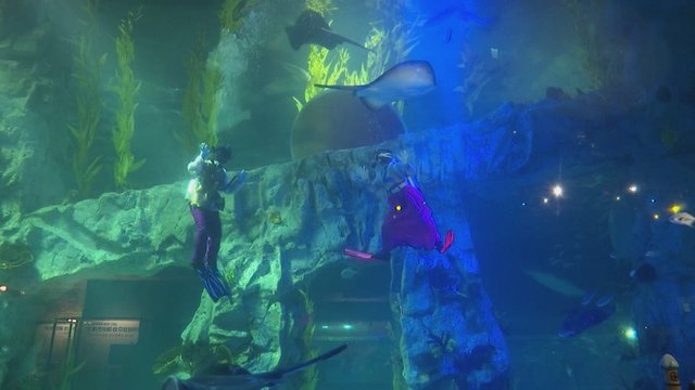 Tradiciniais Pietų Korėjos kostiumais pasipuošę narai su Naujais metais sveikino iš akvariumo