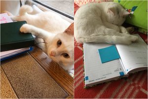 Lazdijų rajone gyvenantis Cepelinas namiškiams diktuoja savo taisykles