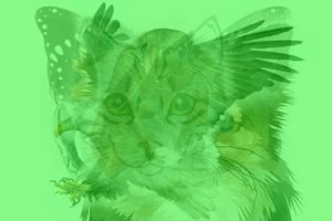 Kokį gyvūną pamatėte pirmą? Jūsų asmeninės savybės – kaip ant delno