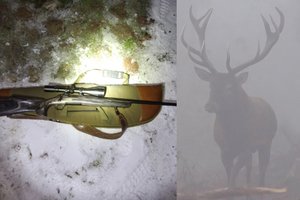 Utenos rajone taurųjį elnią nušovęs brakonierius auką išdarinėjo pakabinęs ant obels