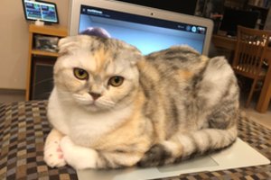 Neabejotinai – svajonių Sesė! Kartu sportuoja, dirba ir žiūri filmus