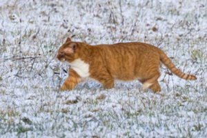 Raseinių policija pradėjo tyrimą dėl pneumatiniu ginklu sužaloto katino: žala – 235 eurai