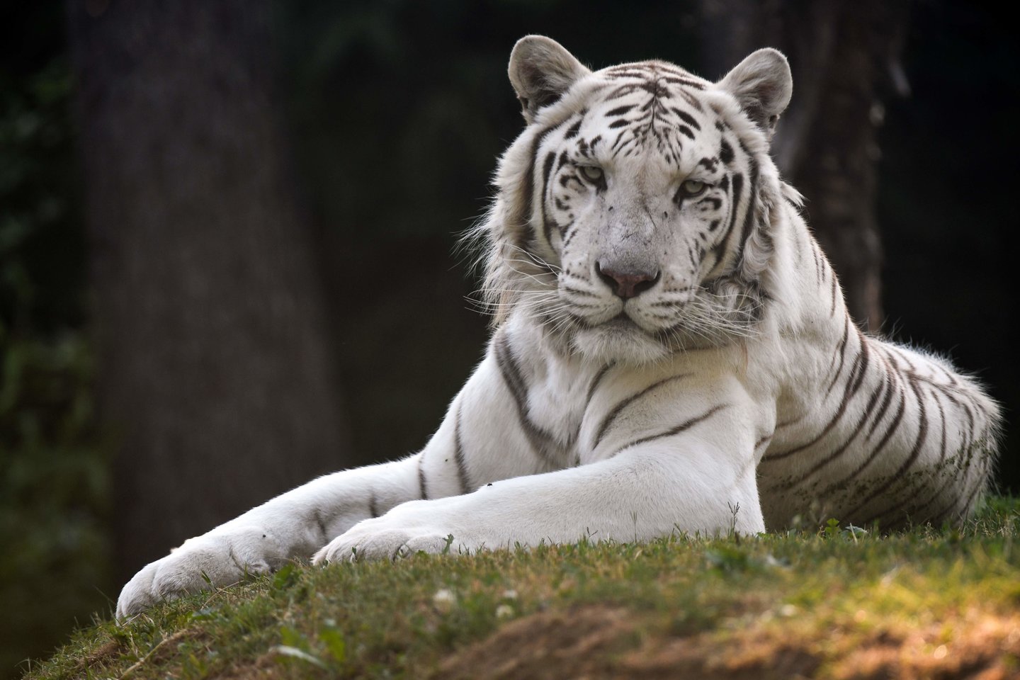  Baltakailis tigras.<br> Scanpix/AFP nuotr.