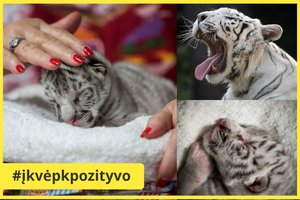 Zoologijos sode pasaulį išvydo unikalios išvaizdos tigras
