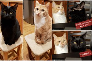 Būblik ir Čiūčia pakeitė šeimininkų gyvenimą: išmokė stipriau mylėti ir daugiau šypsotis