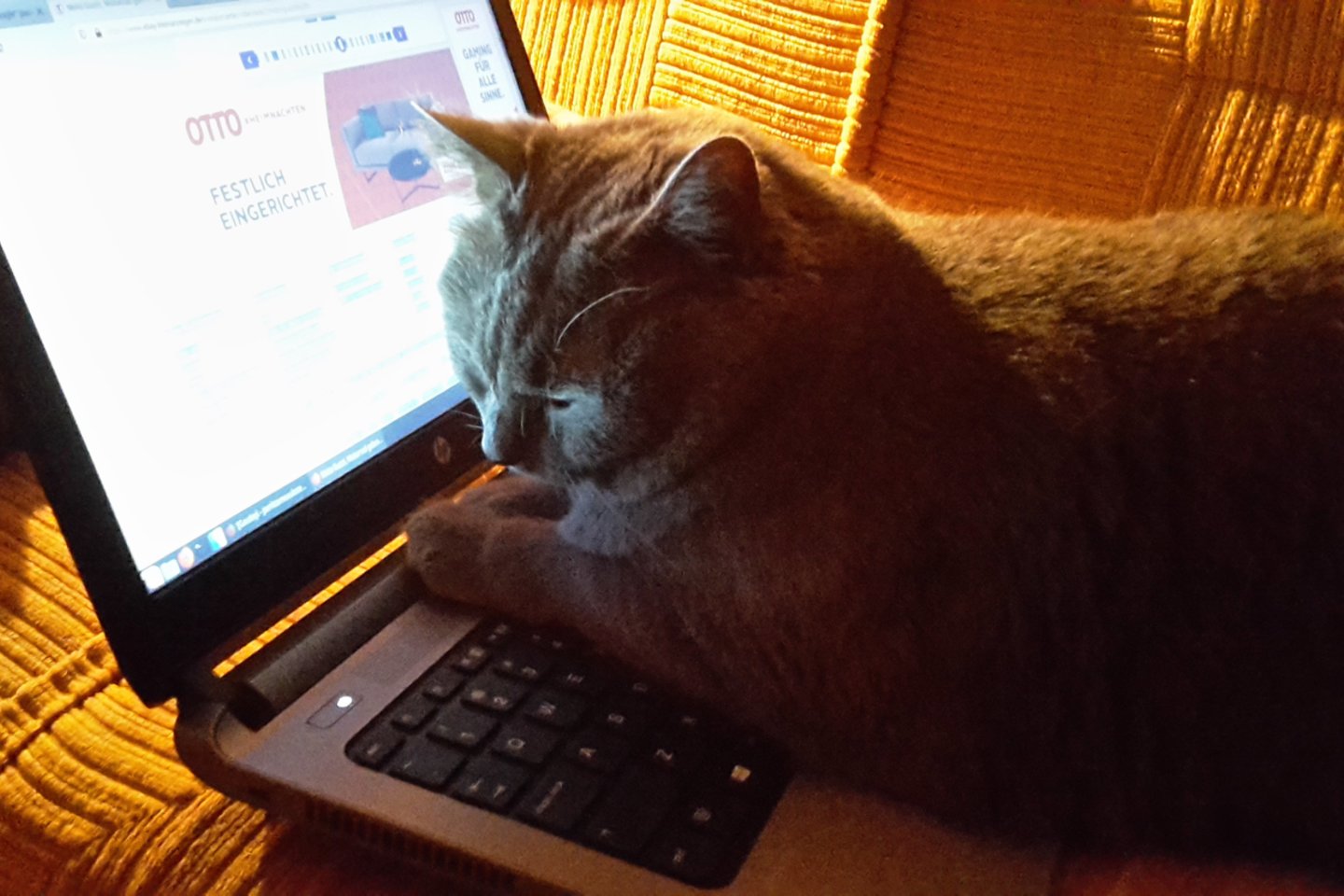Rusų mėlynosios veislės katės, atidžiai prižiūri, kaip naršoma internete.<br>Skaitytojos nuotr.