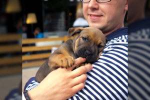 Grynaveislį šuniuką nusipirkti per skelbimą bandžiusi vilnietė buvo šokiruota: liko ir be pinigų, ir be augintinio