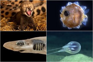 Netikėčiausi bei nuostabiausi 2020 metų atradimai gyvūnų ir augalų pasaulyje