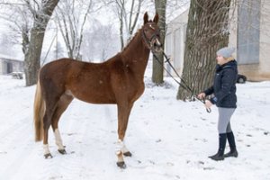 Per karantiną pagalbos prireikė ir žirgams: „Arkliui juk nepaaiškinsi, kad dabar karantinas“