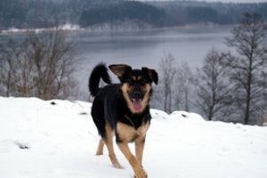 Ugniagesiai gelbėtojai Vilniaus rajone ištraukė šunelį iš mirties nagų