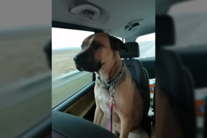 Šilutės gyventojus apie metus terorizavęs šuo atimtas iš jo šeimininkų