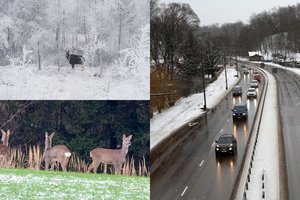 Pagausėjo autoįvykių su laukiniais gyvūnais: ką privalote padaryti nutikus nelaimei