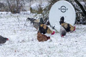 Virusas atslinko – paukščių gripas įsimetė į ūkį Kaune  