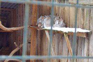 Neteisėtai Joniškyje laikytos septynios lūšys išvežtos iš Lietuvos, savininkui skirta bauda