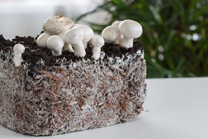 Vyras namo statybai naudos ypatingą medžiagą – grybieną: išdėstė privalumus, o jų išties daug