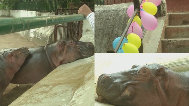 Indijoje zoologijos sodas švenčia begemoto gimtadienį: pasirūpino ir dekoracijomis, ir skanėstais
