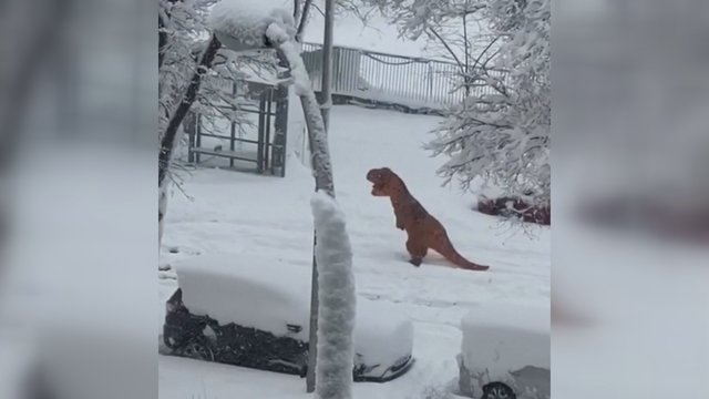 Madride nufilmuotas dinozauras: vaikščiojo per sniegą ir juokino gyventojus