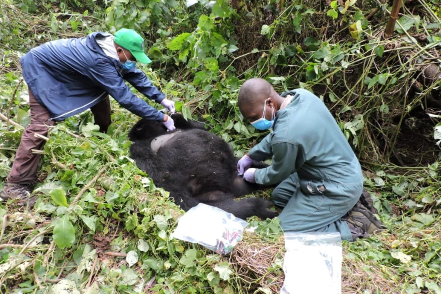  ​Kongo Demokratinės Respublikos Virungos nacionaliniame parke sekmadienį per užpuolimą buvo nužudyti mažiausiai šeši parko prižiūrėtojai, pranešė pareigūnai, kurie kaltino vieną ginkluotą grupuotę.<br> Reuters/Scanpix nuotr.