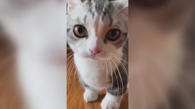 Mažas kačiukas savo mielumu užkariavo milijonus socialinių tinklų vartotojų širdžių