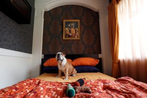 Lietuvos gyvūnų viešbučiuose laukiančiųjų eilės driekėsi keliems mėnesiams į priekį, bet situacija apvirto aukštyn kojomis