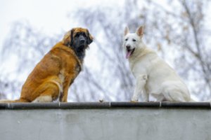 „Magnum Veterinaaria“ siekia įgyti 70 proc. įmonės „Magnum Veterinarija“ akcijų ir perimti jos kontrolę