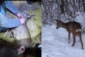 Žiaurumo proveržis: atokioje sodyboje Panevėžio r. vyras prirakinęs grandine laikė miške pagautą stirniuką