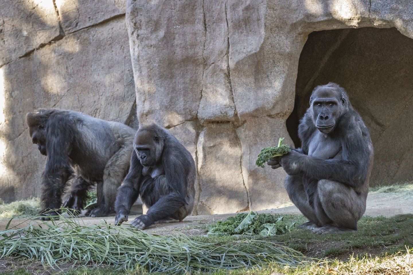  Kelių gorilų San Diego zoologijos sode COVID-19 testas pasirodė esantis teigiamu.<br> San Diego Zoo Global nuotr.