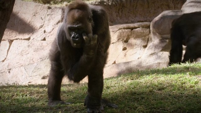 Koronavirusas plinta ir tarp gyvūnų: pranešama apie zoologijos sode užsikrėtusias gorilas
