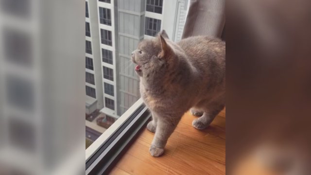 Katė juokina internautus: vos priėjusi prie lango ima „kalbėtis“