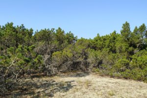  Kuršių nerijoje dėl gaisrų pavojaus kertamos 120 metų sulaukusios kalninės pušys