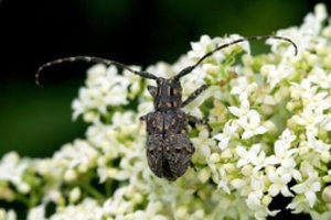 Europinių pažeidimų darbotvarkėje Lietuvai – ilgaūsio vabalo likimas