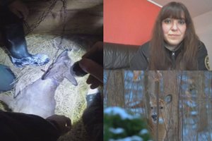 Stirniuką sodyboje grandine prirakinęs vyras – žinomas brakonierius: teisinosi, kad gelbėjo nuo šalčio