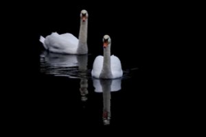 Lietuvoje aptikti nauji paukščių gripo atvejai: nugaišo dvi gulbės, trys vištos ir kalakutas