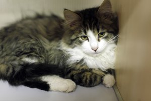 Lietuvių gerumas stebina: karantinas suteikė antrą šansą į laimingą gyvenimą