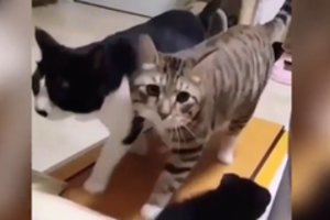 Kačių pomėgis juokina internautus: atrodo rimtai nusiteikusios