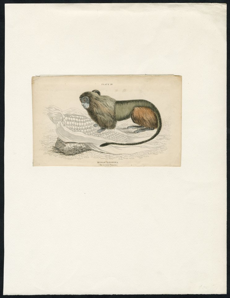 Nykštukinė marmozetė. Škotų dailininko Viljamo Houmo Lizarso (William Home Lizars, 1788–1859) sukurtas plieno raižinys. Edinburgas, 1820 m. Raižinyje šalia beždžionėlės pavaizduota kukurūzo burbuolė – masteliui suprasti. <br> VU bibliotekos nuotr.