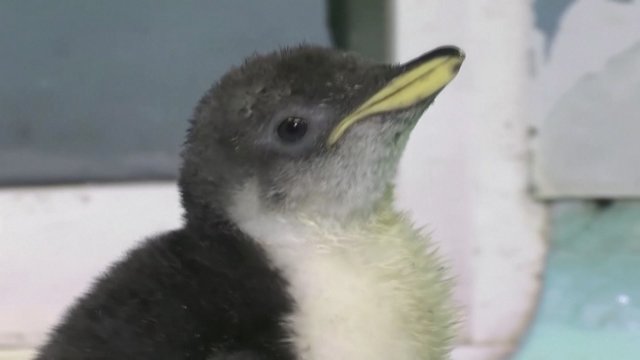 Vykdant gamtos apsaugos projektą, Meksikoje išsirito pirmasis antarktinis pingvinas