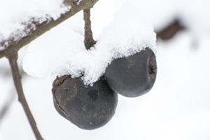 Skubėkite, kol jo dar yra: tinklaraštininkė pasidalijo žiniomis, kodėl daržui reikia sniego
