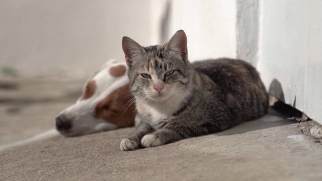 Itin mielas vaizdas: katės ir šuns draugystė tirpdo internautų širdis