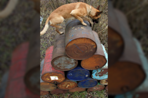 Iš garažų bendrijos Klaipėdoje pavogtas keturkojis sargas