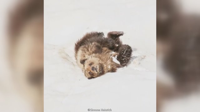 Gamtos fotografė įamžino, kaip rudojo lokio mažylis džiaugiasi sniegu: vaizdas privers nusišypsoti
